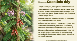 Cam Thảo Dây - Các bài thuốc từ dược liệu Cam Thảo Dây